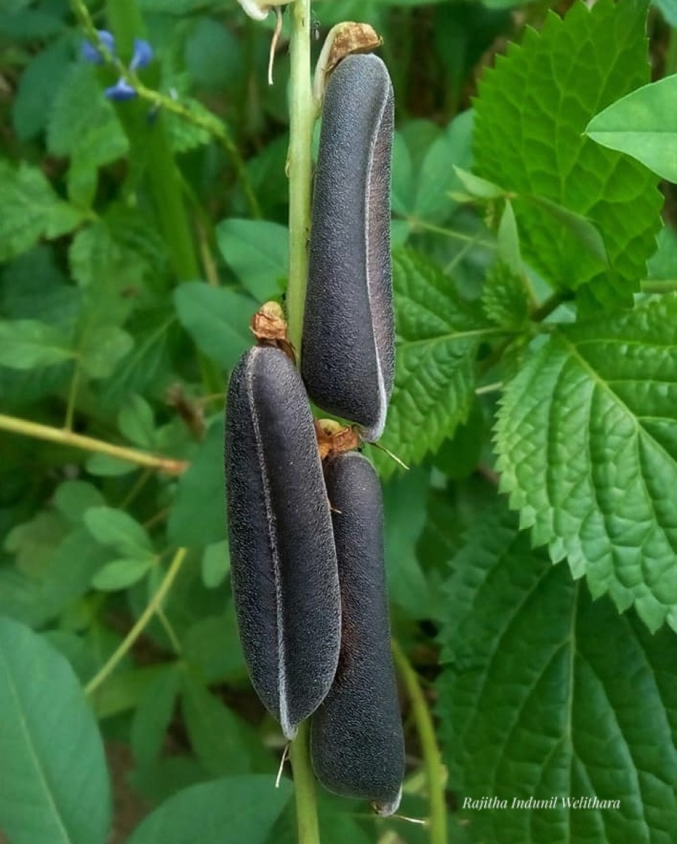 Crotalaria trichotoma Bojer